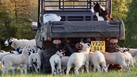 Photo of the Week: Gator fascinates lambs at feeding time