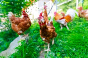 Bird flu confirmed in backyard flock in Dorset