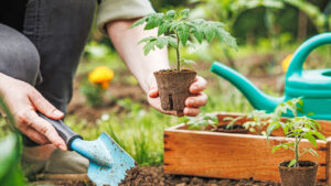 Never Plant Seedlings Until They Pass These 3 Simple Tests