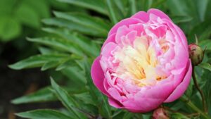 The Easy Route To Stunning Peony Flowers