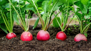 Check Homemade Compost Is Ready With This Simple Radish Test
