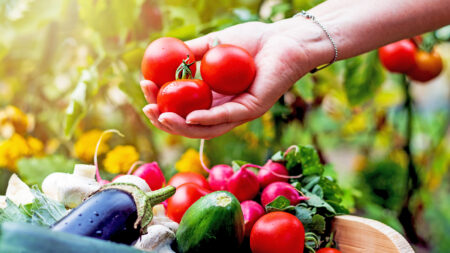 What Not To Plant With Tomatoes: 8 Worst Companion Plants
