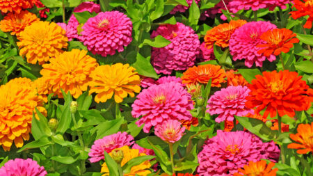 Grow These 10 Colorful Plants For A Bold And Beautiful Yard