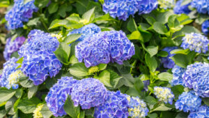 Guide To Fertilizing Hydrangeas For Huge Blooms Every Year