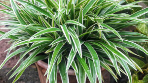 How To Make A Spider Plant Bushier – Spider Tips For Success