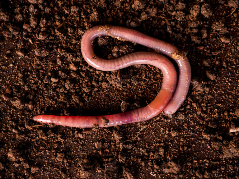 The Perfect Diet for Compost Worms – Mother Earth News